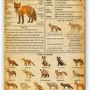 Fox Knowledge Metal Tin Signs Types Of Foxes Vintage Posters School Education Living Room Bathroom Kitchen Home Art Wall Decor Plaque Gifts