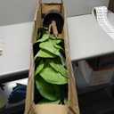 Artificial Fiddle Leaf Fig Tree 6ft, Large Faux Plant Fake Ficus lyrata Silk Trees with Pot for Indoor Outdoor House Living Room Office Home Decor, 24"D x 24"W x 72"H