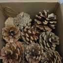 Lescli 24 Pcs Big Size Natural Pine Cones with Strings, 2"-3.5" Rustic Pinecones Bulk Christmas Hanging Ornaments for Xmas Tree Decoration, DIY Crafts, Holiday, Wedding, Party