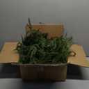 homchy 24FT (4 * 6FT) Artificial Christmas Garland, Real Touch Norfolk Pine Greenery Garland, Ultra Full & Lush Unlit Garland for Door, Mantle, Fireplace, Stair, Indoor Outdoor Xmas Decorations