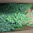2 Pack Artificial Fern Plants in Pots Artificial Boston Ferns Potted Plants Faux Fern Bush Plant Shrubs Greenery for Outdoor Indoor Porch Patio Farmhouse Garden Living Room Office Table Decor (Type 2)