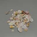 Super Z Outlet Sea Shells Mixed Beach Seashells - Various Sizes up to 2" Shells -Bag of Approx. 50 Seashells