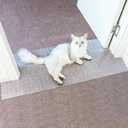 Carpet Protector for Pets Cat Carpet Protector for Doorway, Anti Scratch Under Door Cat Scratch Protector Mat, Easy to Cut Plastic Stopper (Clear, 3.6FT-1pack)