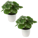 Briful 2 PCS Artificial Potted Alocasia Begonia Calathea Plants Mini Fake Plants in Plastic Pot Small Greenery Faux Plants Indoor for Home Office Desk Room Table Bathroom Bedroom Decorations