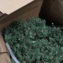 Best Choice Products Artificial Christmas Tree, 6ft Premium Pre-Lit Realistic Spruce Holiday Dcor w/Dense Branches, Metal Base - Green Spruce