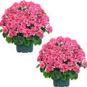 Artificial Geranium Bush – 20 Inch Outdoor Potted Artificial Plant for Front Porch, UV Resistant Faux Flower Bush for Garden, Yard & Patio Decor (2 Pack)