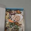 Sea Shells Mixed Beach Seashells 9 Kinds 1.2"-3.5 "Various Sizes Natural Seashells and 2 Kinds of Natural Starfish for Beach Themed Party DIY Crafts Fish tank Vase Fillers Home Wedding Decorations
