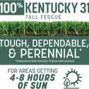 Pennington Kentucky 31 Tall Fescue Grass Seed 20 lbs