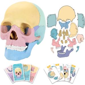 2026 New Human Anatomy Skull Model - 17 Part Puzzle with 10 Knowledge Flash Cards, Detachable Palm-Sized Mini Medical Model, Clinic Teaching Equipment, STEM Toy Gift for Kids