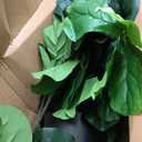 FLOWORLD Fiddle Leaf Fig Tree 7ft Tall Artificial Tree in Plastic Pot Fake Ficus Lyrata Plants with 184 Decorative Fiddle Leaves Faux Fig Trees for Home Office Living Room Decor Indoor Outdoor