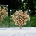 11.2x11.2 Acrylic Shadow Box, Assemble Display Case, DIY Tabletop/Wall Mount Display Frame, All Clear Memory Box for Dried Flowers/Kids Room/Birthday/Wedding(11.2x11.2x3, Assemble Frame)