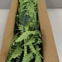 FOREST PRINCE 45" Fake Ferns, Realistic Large Artificial Bush Plants, 2 Artificial Boston Ferns with 59 Fronds for Outdoors Planter Indoor Home Garden Porch Decor
