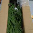 Nearly Natural 2ft. Norfolk Island Pine Natural Look Artificial Tree in Decorative Planter
