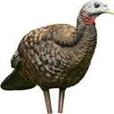Avian X LCD Breeder Hen Turkey Decoy