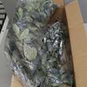 Birchlitland Lighted Olive Garland Battery Operated with Timer 6FT 96 LED Fairy Lights, Faux Vine with Lights for Mantel Fireplace Wall Patio Wedding and Holiday Decor