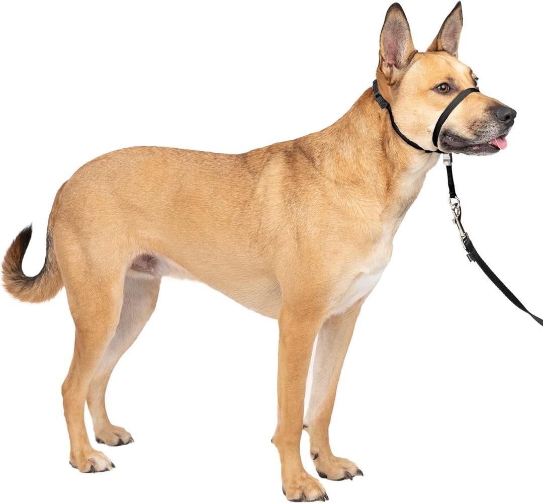 PetSafe Gentle Leader No-Pull Head Collar for Dogs, Dog Head Collar - The Ultimate Solution to Pulling, Padded Nose Loop, Quick-Snap Neck Strap, Dog Halter, Medium - Black (Medium (Pack of 1))