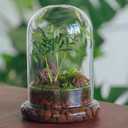 NCYP Glass Cloche Dome with Air Hole and Base, 5.9 x 5.9 x 8.2 Inches, Clear Terrarium Planter for Venus Flytrap, Small Plants, Home Indoor Tabletop Decoration (No Plants)
