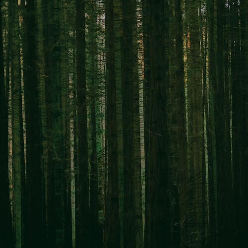 Evergreen (Rsd) [Record Store Day] Vinyl