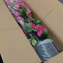 6FT Tall Artificial Bougainvillea Tree Fake Bougainvillea Tree with Flowers in Plastic Pot, Faux Silk Pink Spiral Blooming Tree for Decor Outdoor or Indoor Home Office