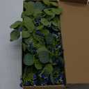 Anna's Whimsy 5.91FT Artificial Eucalyptus Greenery with Flowers, Fake Rose Gypsophila for Wedding Spring Home Party Decor (Blue, 1)