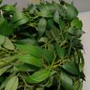 24pcs Artificial Italian Ruscus Greenery Stems Picks 22" Faux Silk Greenery Filler Plant for Vase Green Willow Leave Branches for Table Centerpieces, Wedding Arch Backdrop, Floral Bouquet Arrangement