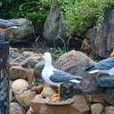 Real Seagull Outdoor Sculpture,Garden Bird Statue,Beach Statue Decor,Resin Animal Seabird Ornaments,Coastal Beach Decor,Patio Decor for Outdoor Table Decorfor Garden,Terrace,Lawn,Yard