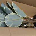 Artificial Variegated Rubber Tree 6.5FT, Potted Fake Floor Plant,Tree Trunk that Can Be Bent at Will for Living Room, Office, Bedroom & Commercial Interior Decor