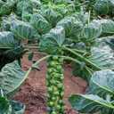 Seeds Brussels Sprouts Long Island/Green Cabbage/Non GMO/Heirloom