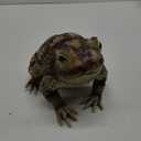 AK049 Rubber Toad Prop, Green/Brown