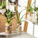 Glass Plant Propagation Stations for Plants Set of 8(4 Large & 4 Small) Hydroponic Vases for Plant Cuttings,Flower Arrangements, Home & Office DecorDesktop Vases for Living Room, Bedroom (8)