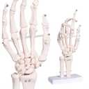 Hand Skeleton Model - Medical Human Finger Bone Anatomy Bendable Right Hand Skeleton with Articulated Joints Wrist Ulna and Radius