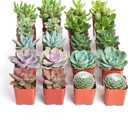 Shop Succulents Assorted Succulent Plant Pack Collection - Live Mini Succulent Plants, Low Maintenance, Mixture of Colors & Textures - Wedding and Party Favors, Gift & Garden, Pack of 20