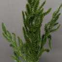 Artificial Christmas Norfolk Pine Stems Branches for Vases,12 Bundles Faux Pine Branches with 5 PCS Big Fake Pinecones Stems Greenery Evergreen Real Touch for Holiday Winter Table Xmas Decor