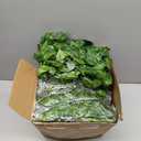 100 Pcs 722ft Artificial Ivy Garland Fake Vines Bulk Green Leaves Greenery Vines for Bedroom Hanging Plants for Wedding Garden Home Wall Jungle Themed Party Decorations