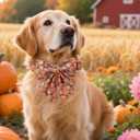 Maca Bates Halloween Pumpkin Dog Collar with Bow Bowtie for Dogs Sailor Bow Tie Adjustable Breakaway Cute Collars Accessories Fall Gift for Small Medium Large XL Puppy with Golden Metal Buckle