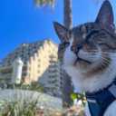 Best Pet Supplies Voyager Step-in Air Harness - All Weather Mesh, Reflective, No Pull Harness for Dogs, Cats - Secure with Hook & Loop Fastener, Buckle, Double D-Rings - Blue/Black Trim, M