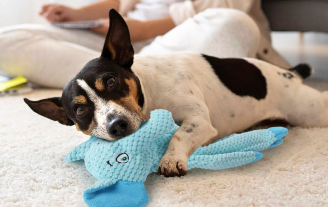 Dog Squeak Toys for Small, Medium & Large Dogs, Durable Chew Toy for Teething and Chewing, Tough Interactive Puppy Toy, 5-Pack, for Dogs