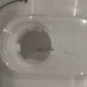 BISSELL Big Green Professional Carpet Cleaner with XL DirtLifter PowerBrush, 9-inch Long Reach Hose, 6-inch Tough Stain Tool, Includes BISSELL PRO MAX Formula with Stain Protect Technology