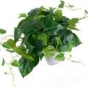 Artificial Pothos Plant with Plastic Pot - Fake Indoor Faux Plant for Home Office Decor 1 Pack
