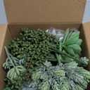 Winlyn 22 Pcs Bulk Artificial Succulents Plants Unpotted Small Aloe Hanging String of Pearls Cactus Green Fake Succulents for Succulent Garden Arrangement Centerpiece Wall Indoor Outdoor Home Decor