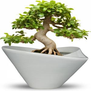 Bonsai Pots 13 Inch - Ceramic Succulent Pots with Drainage Hole Decorative Plant Pot Indoor Large Outdoor Planter Modern Flower Pot for Home Garden Office Room Decor Gray, 13.4 Inch