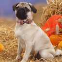 Halloween Dog Collar with Bow Tie, Halloween Bowtie Collar for Small Girl Boy Dog, Fall & Winter Dog Collar with Durable Metal Buckle, Cute Plaid Pet Collar, L