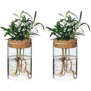 Separated Desktop Glass Flower Vases - Ideal Plants Propagation Stations for Living Room, Bedroom Decoration,Home Decor (2)