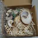 21PCS Hermit Crab Shells | Assorted Natural Sea Conch Size 1.3"-3.2" | Growth Turbo for Small to Medium and Large Crabs, Saltwater Hermit Crab Supplies and Sea Shell for Beach Decor