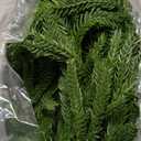 Faux Norfolk Pine Christmas Garland  Real Touch Greenery Artificial Cedar Christmas Garland for Fireplace Mantel, Staircase, Door Frame, Holiday Indoor Winter Dcor (5FT)