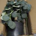 Artificial Eucalyptus Tree,6Ft Tall Fake Potted Tree Silk Faux Eucalyptus Tree with Plastic Nursery Pot, Artificial Plants for Home Office Indoor Decor