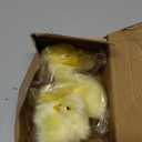 Set of 6 Realistic Yellow Furry Baby Chicks Lifelike Farm Animal Spring Chickies Barnyard Photo Props Easter Basket Decoration Store Home Plush Chickens Ornaments