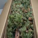 Nearly Natural 7ft. Wyoming Alpine Artificial Christmas Tree with 200 Clear (Multifunction) LED Lights and Pine Cones on Natural Trunk