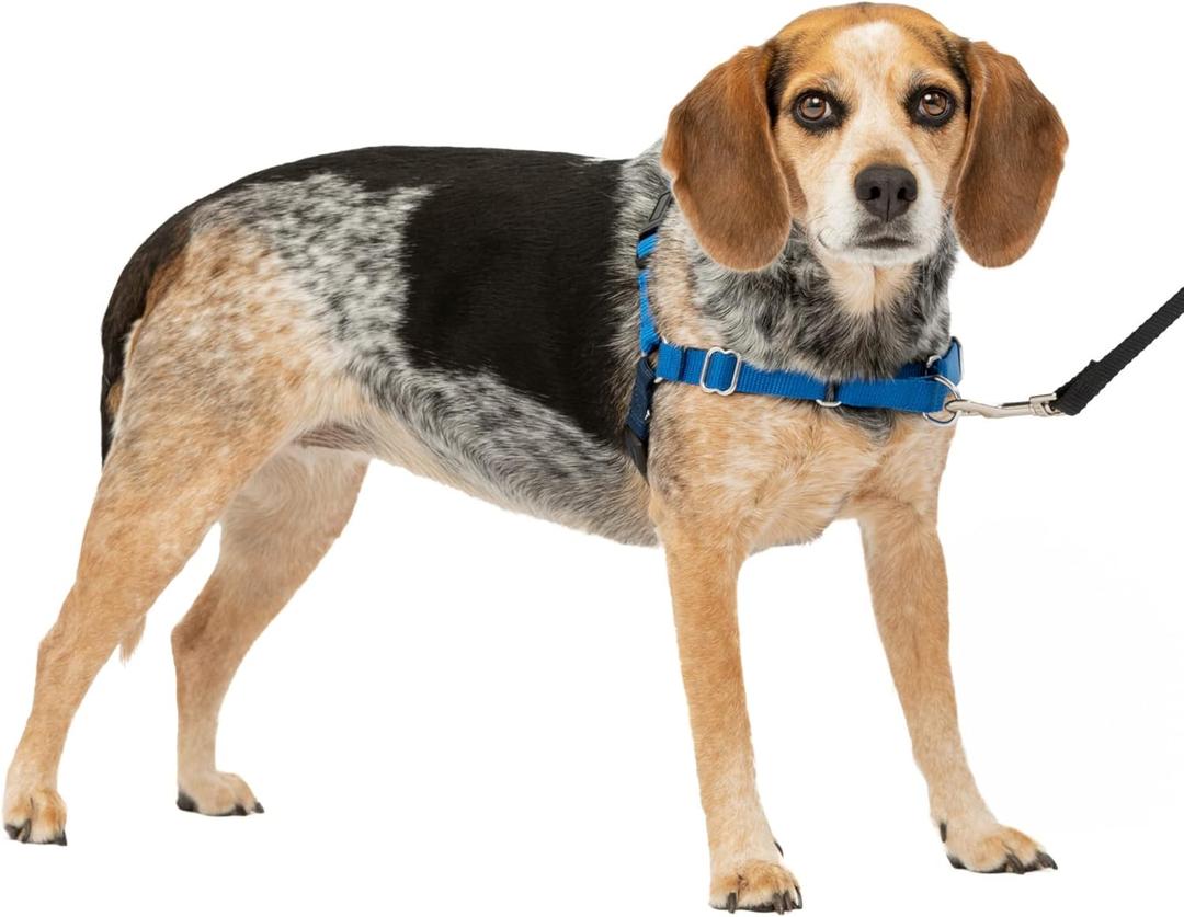PetSafe Easy Walk Harness for Dogs - Pull-Free Walks - Patented Martingale Loop Design - Front Chest Leash Attachment - Comfort Straps - Breathable Harness Design - Small/Medium, Royal Blue/Navy Blue
