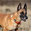 Airtag Dog Collar Holder | Airtag Dog Collar Waterproof - Airtag Holder for Dog Collar - Dog Airtag Holder with Removable Metal Loop, Light Weight fit Width3cm/ Thick4.5mm Air Tag Dog Collar, Blue, 1